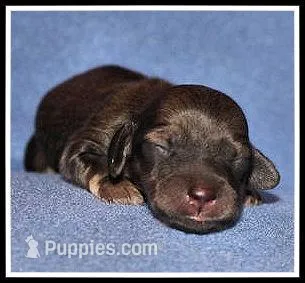 Delilah's Shaded Cream Female, a female Miniature Dachshund for sale in Mountain View, AR – Photo 1 of 6