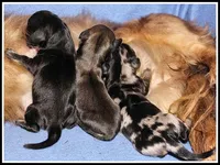 Delilah's Shaded Cream Female, a female Miniature Dachshund for sale in Mountain View, AR – Photo 6 of 6