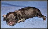 Delilah's Shaded Cream Female, a female Miniature Dachshund for sale in Mountain View, AR – Photo 2 of 6
