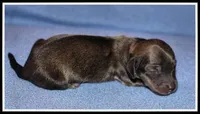 Delilah's Shaded Cream Female, a female Miniature Dachshund for sale in Mountain View, AR – Photo 3 of 6
