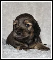 Libby's Shaded Cream, a female Miniature Dachshund for sale in Mountain View, AR – Photo 2 of 6