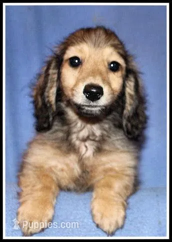 Libby's Shaded Cream – Miniature Dachshund puppy for sale in Mountain View, AR