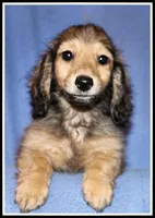 Libby's Shaded Cream, a female Miniature Dachshund for sale in Mountain View, AR – 1 of 5