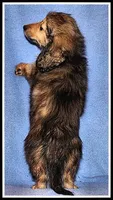 Libby's Shaded Cream, a female Miniature Dachshund for sale in Mountain View, AR – 5 of 5