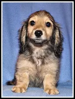 Libby's Shaded Cream, a female Miniature Dachshund for sale in Mountain View, AR – 2 of 5