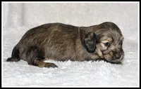 Libby's Shaded Cream, a female Miniature Dachshund for sale in Mountain View, AR – Photo 5 of 6