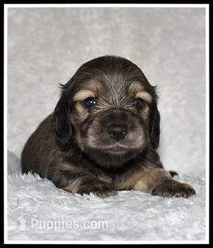 Libby's Shaded Cream – Miniature Dachshund puppy for sale in Mountain View, AR