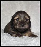 Libby's Shaded Cream, a female Miniature Dachshund for sale in Mountain View, AR – Photo 1 of 6