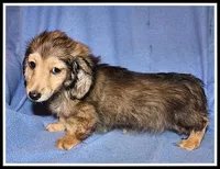 Libby's Shaded Cream, a female Miniature Dachshund for sale in Mountain View, AR – 3 of 5