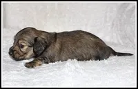 Libby's Shaded Cream, a female Miniature Dachshund for sale in Mountain View, AR – Photo 4 of 6