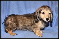 Libby's Shaded Cream, a female Miniature Dachshund for sale in Mountain View, AR – 4 of 5