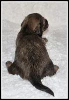 Libby's Shaded Cream, a female Miniature Dachshund for sale in Mountain View, AR – Photo 6 of 6