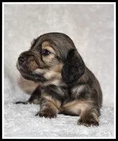 Libby's Shaded Cream, a female Miniature Dachshund for sale in Mountain View, AR – Photo 3 of 6