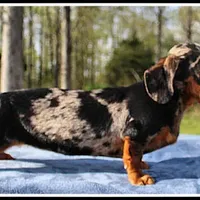 Stormy, a female Miniature Dachshund for sale in Mountain View, AR – Photo 5 of 7