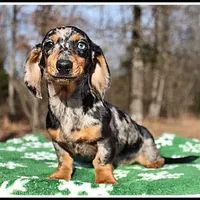 Stormy, a female Miniature Dachshund for sale in Mountain View, AR – Photo 7 of 7