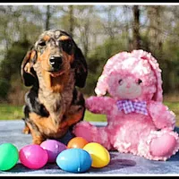 Stormy, a female Miniature Dachshund for sale in Mountain View, AR – Photo 1 of 7