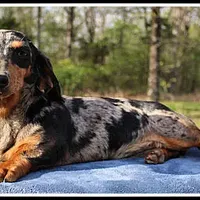 Stormy, a female Miniature Dachshund for sale in Mountain View, AR – Photo 6 of 7