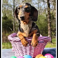 Stormy, a female Miniature Dachshund for sale in Mountain View, AR – Photo 2 of 7