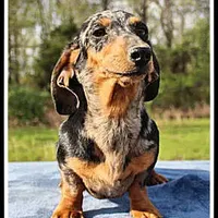 Stormy, a female Miniature Dachshund for sale in Mountain View, AR – Photo 3 of 7