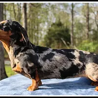 Stormy, a female Miniature Dachshund for sale in Mountain View, AR – Photo 4 of 7