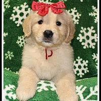 Amber Girl Wine, a female Golden Retriever for sale in Mountain View, AR – Photo 7 of 10