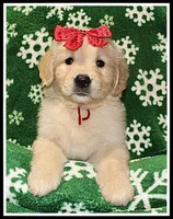 Amber Girl Wine, a female Golden Retriever for sale in Mountain View, AR – Photo 7 of 10