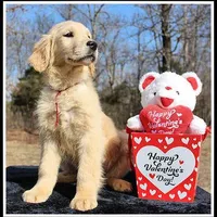 Amber Girl Wine, a female Golden Retriever for sale in Mountain View, AR – Photo 2 of 10