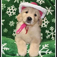 Amber Girl Wine, a female Golden Retriever for sale in Mountain View, AR – Photo 6 of 10
