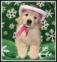 Amber Girl Wine, a female Golden Retriever for sale in Mountain View, AR – Photo 6 of 10