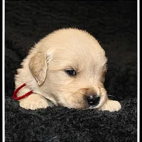 Amber Girl Wine, a female Golden Retriever for sale in Mountain View, AR – Photo 10 of 10