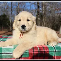 Amber Girl Wine, a female Golden Retriever for sale in Mountain View, AR – Photo 5 of 10