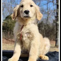 Amber Girl Wine, a female Golden Retriever for sale in Mountain View, AR – Photo 1 of 10
