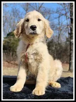 Amber Girl Wine, a female Golden Retriever for sale in Mountain View, AR – Photo 1 of 10
