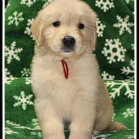 Amber Girl Wine, a female Golden Retriever for sale in Mountain View, AR – Photo 9 of 10