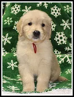Amber Girl Wine, a female Golden Retriever for sale in Mountain View, AR – Photo 9 of 10
