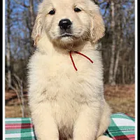 Amber Girl Wine, a female Golden Retriever for sale in Mountain View, AR – Photo 4 of 10
