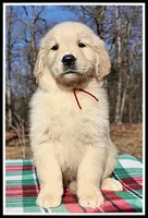 Amber Girl Wine, a female Golden Retriever for sale in Mountain View, AR – Photo 4 of 10