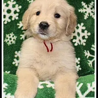 Amber Girl Wine, a female Golden Retriever for sale in Mountain View, AR – Photo 8 of 10