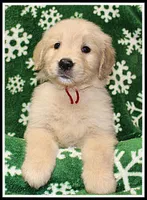 Amber Girl Wine, a female Golden Retriever for sale in Mountain View, AR – Photo 8 of 10