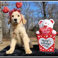 Amber Girl Wine, a female Golden Retriever for sale in Mountain View, AR – Photo 3 of 10