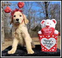 Amber Girl Wine, a female Golden Retriever for sale in Mountain View, AR – Photo 3 of 10