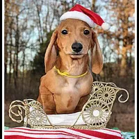 Thomas, a male Miniature Dachshund for sale in Mountain View, AR – Photo 7 of 8