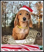Thomas, a male Miniature Dachshund for sale in Mountain View, AR – Photo 7 of 8