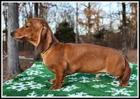 Thomas, a male Miniature Dachshund for sale in Mountain View, AR – Photo 3 of 8