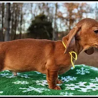 Thomas, a male Miniature Dachshund for sale in Mountain View, AR – Photo 4 of 8