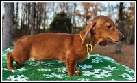 Thomas, a male Miniature Dachshund for sale in Mountain View, AR – Photo 4 of 8