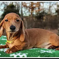 Thomas, a male Miniature Dachshund for sale in Mountain View, AR – Photo 5 of 8
