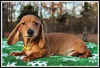 Thomas, a male Miniature Dachshund for sale in Mountain View, AR – Photo 5 of 8