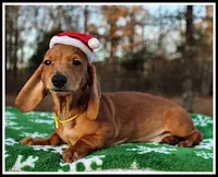 Thomas, a male Miniature Dachshund for sale in Mountain View, AR – Photo 6 of 8