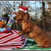 Thomas, a male Miniature Dachshund for sale in Mountain View, AR – Photo 8 of 8